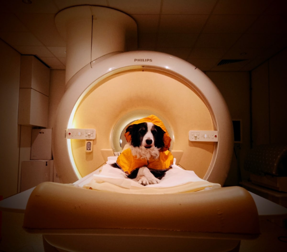 Dogs Can Tell Your Smile From Fear, Brain Scans Show - Image 2