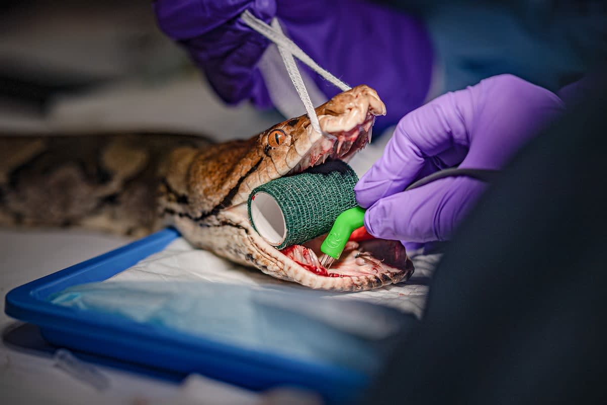 Large reticulated python being examined by veterinary staff at Chester Zoo after successful cancer treatment
