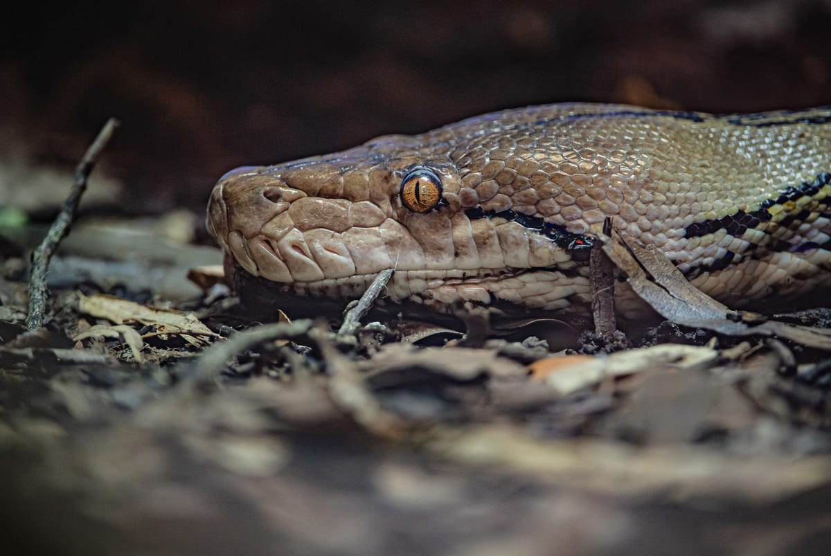 15-Foot Python Beats Cancer With Human Treatment in World First - Image 3