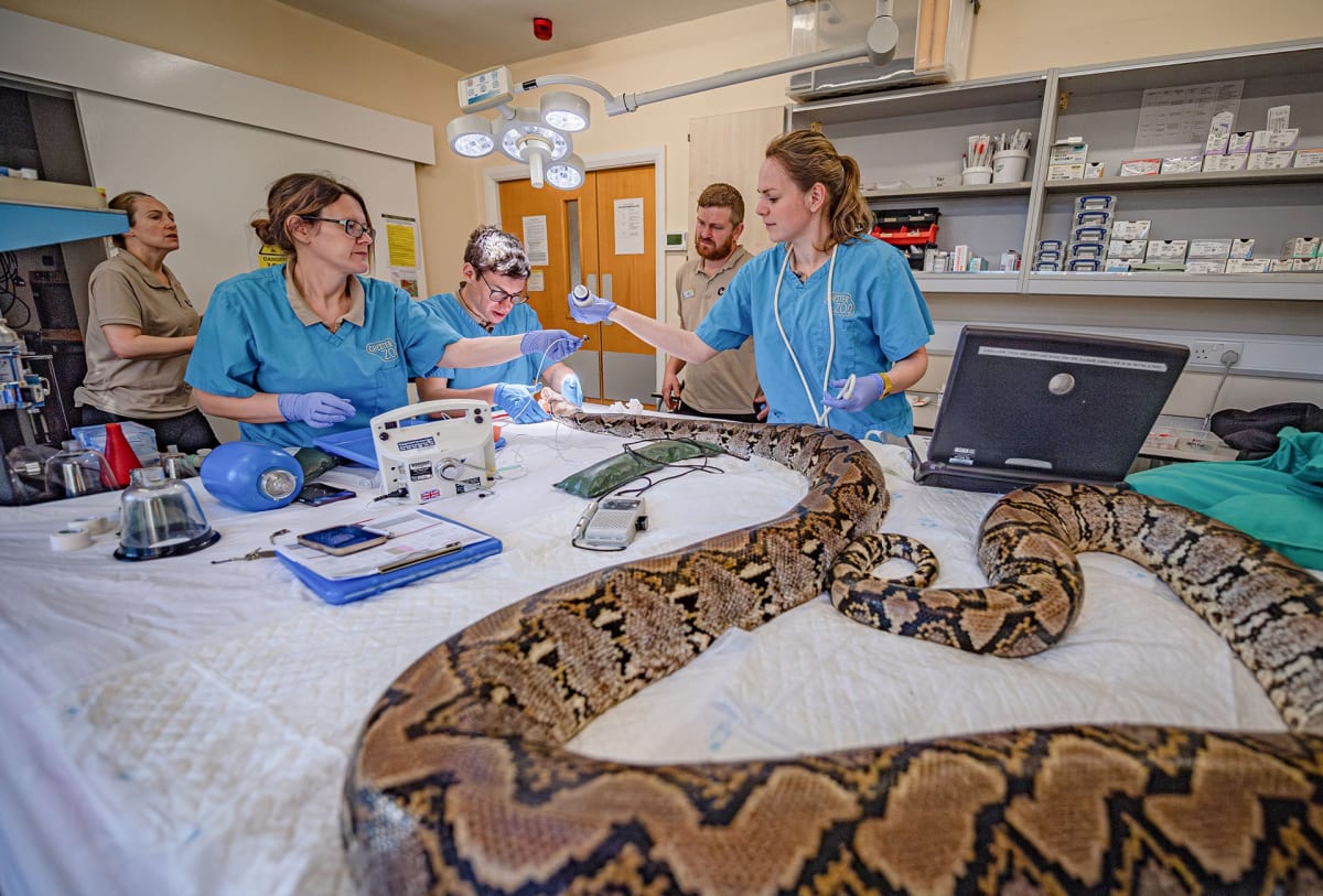 15-Foot Python Beats Cancer With Human Treatment in World First - Image 2