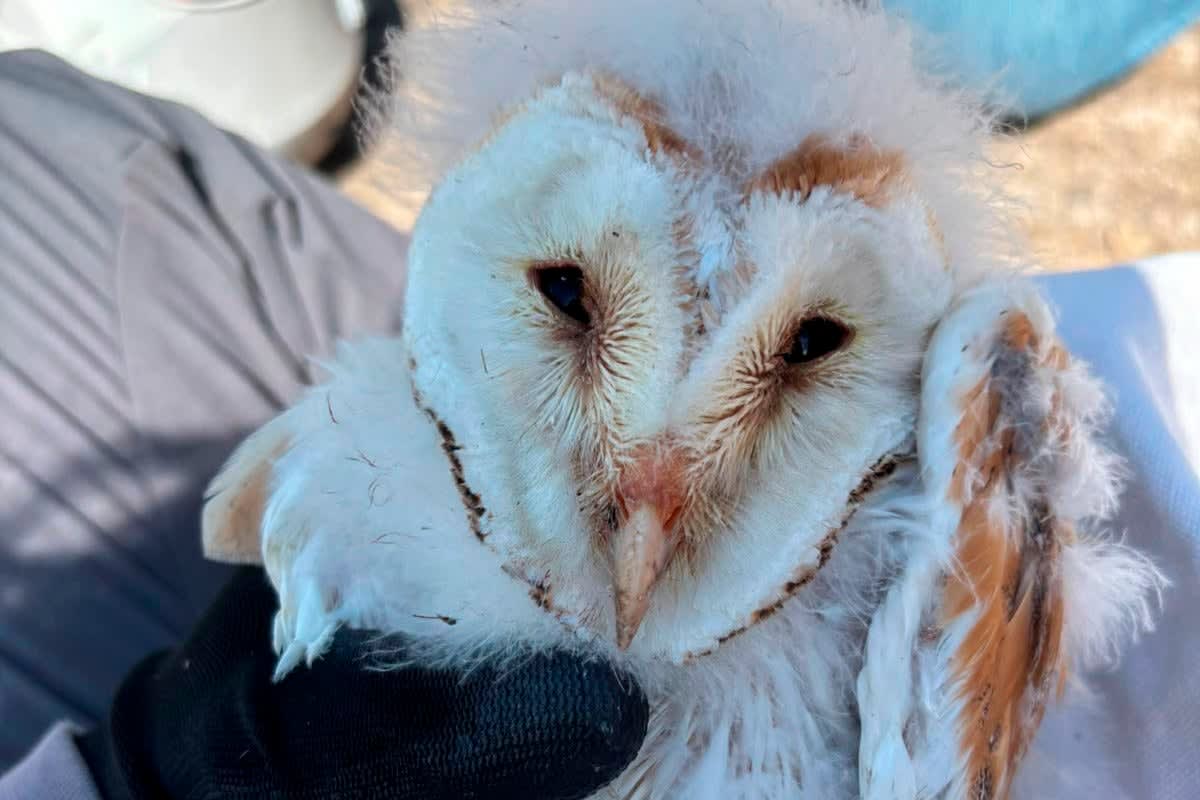 10 Rare Barn Owl Chicks Thrive in Northern Ireland