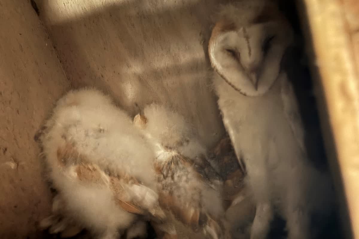 10 Barn Owl Chicks Born in Northern Ireland Breakthrough