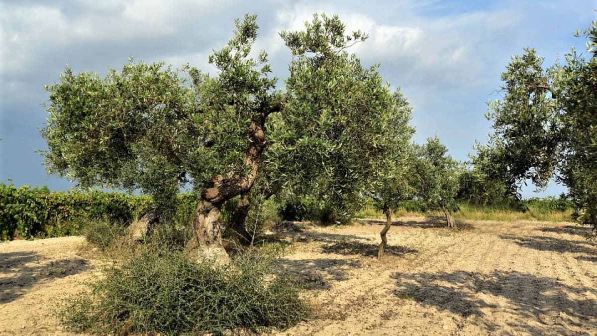 Israeli Scientists Find 7,000-Year-Old Olive Domestication