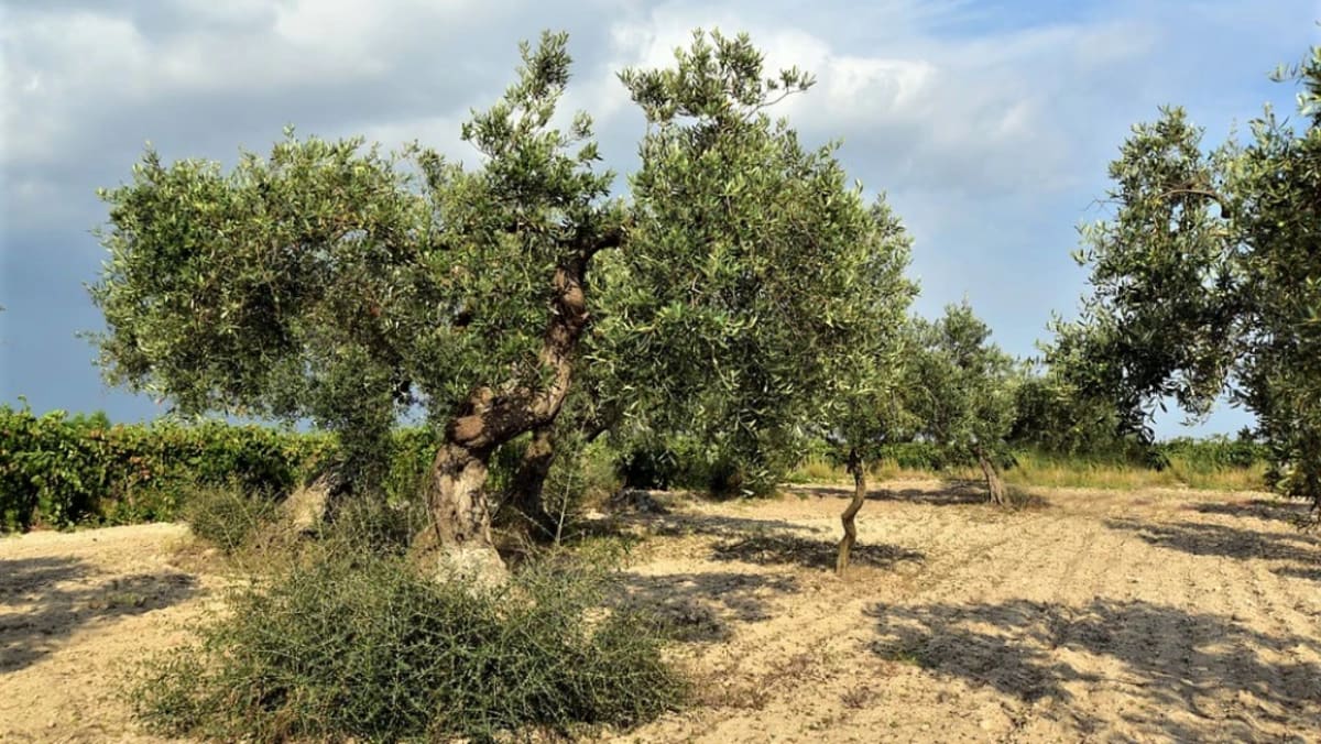 Israeli Scientists Find 7,000-Year-Old Olive Domestication - Image 2