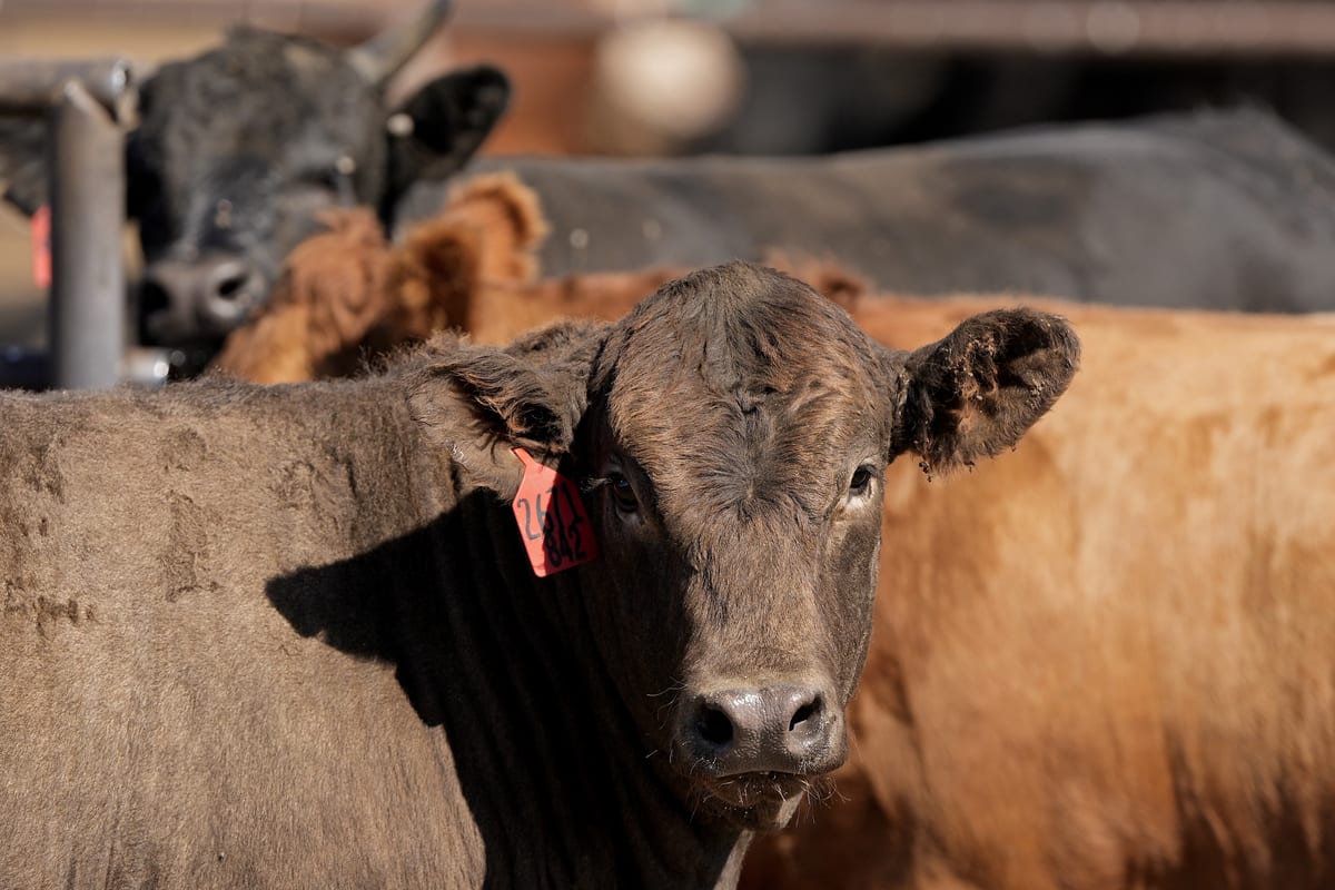 Cow Manure Biogas Wins Top Clean Energy Tax Credit