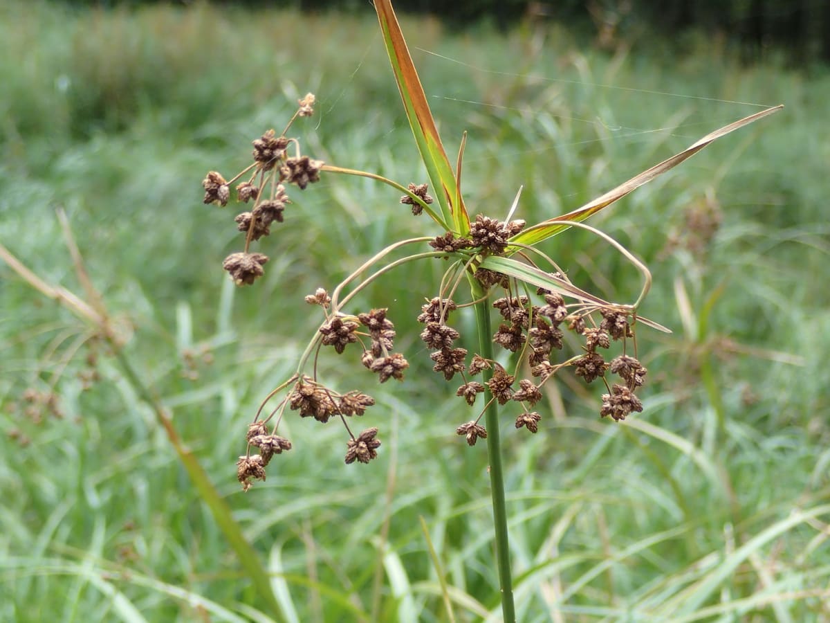 Wetland Plant Recovers After 30 Years, Leaves Endangered List