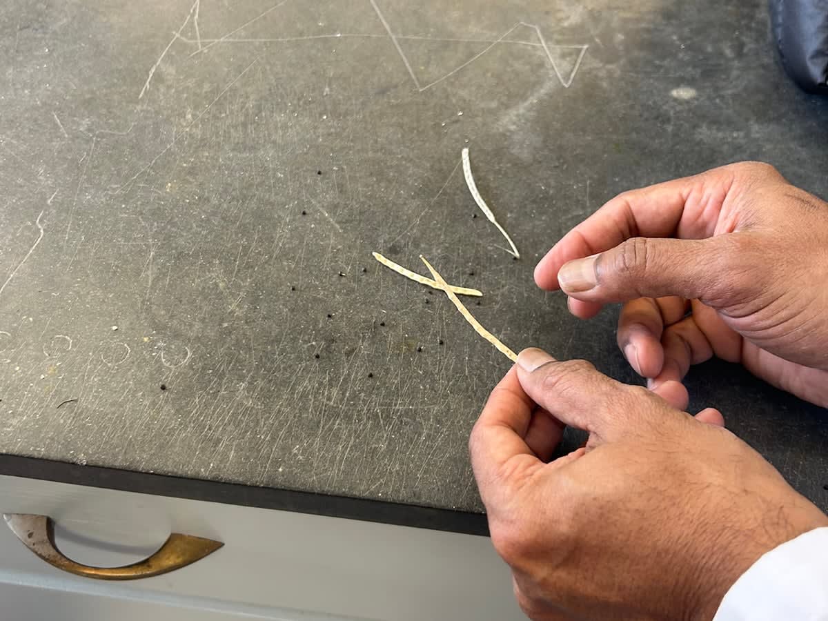 Researcher Marcus Samuel holding dry canola pod in University of Calgary laboratory