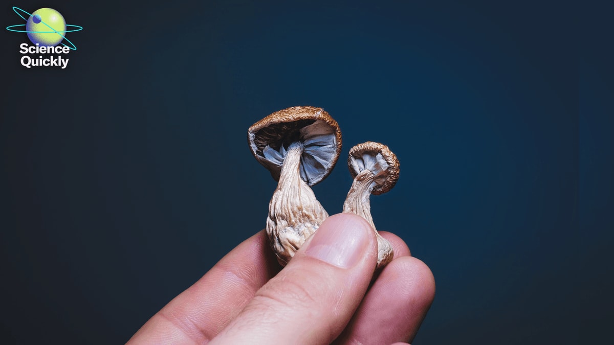 Magic Mushrooms Show Promise for Anorexia Treatment