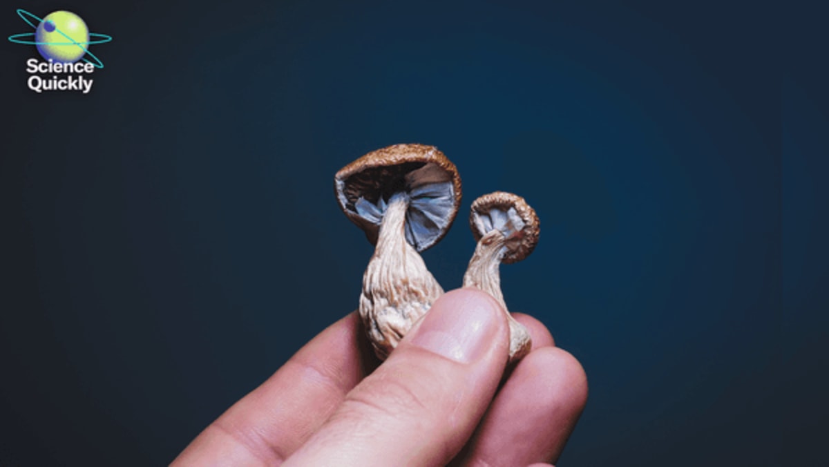 Magic Mushrooms Show Promise for Anorexia Treatment - Image 2