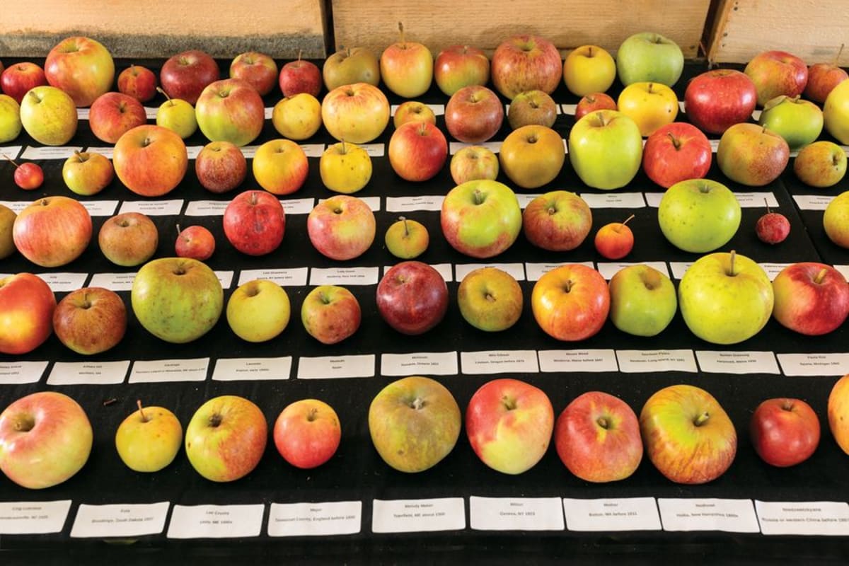 Ancient Maine Apple Tree Solves 200-Year Fruit Mystery - Image 3