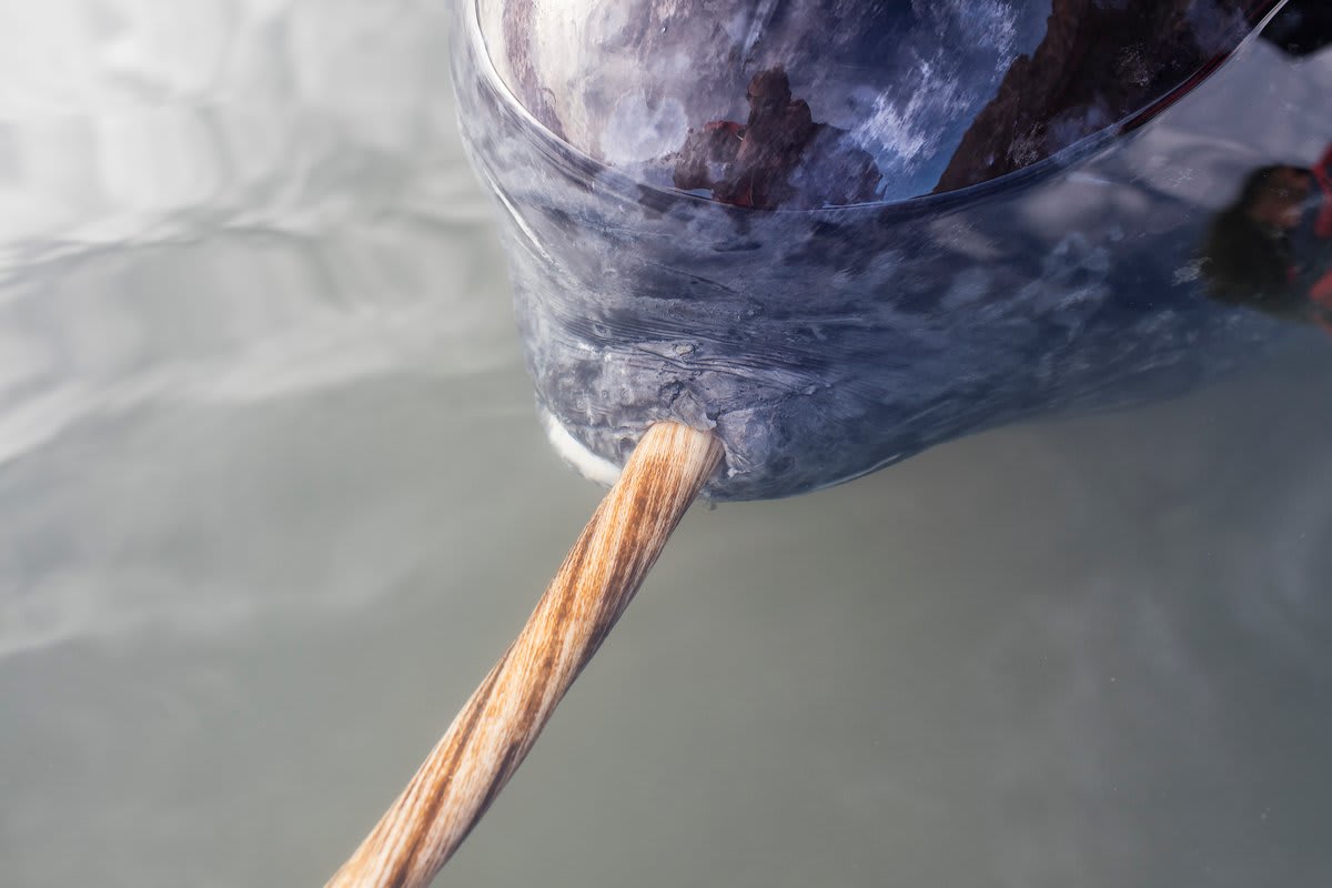 Close-up view of a narwhal tusk showing distinctive left-handed spiral grooves along its length
