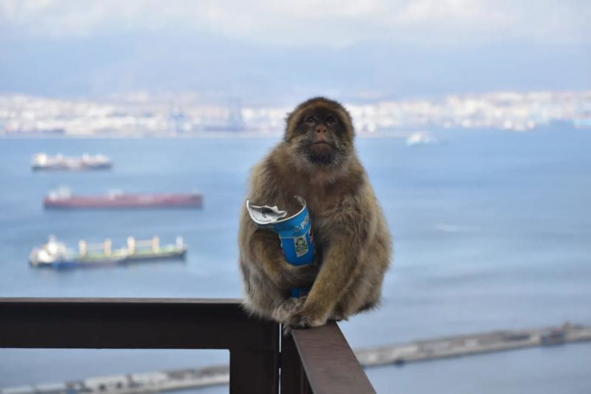 Gibraltar Monkeys Eat Dirt to Fight Tourist Junk Food - Image 2