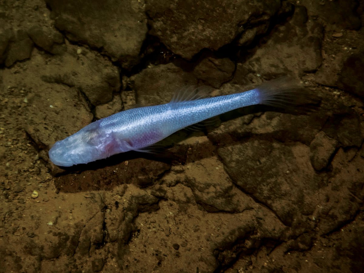 Pale white eyeless cave fish with humped back swimming in dark water