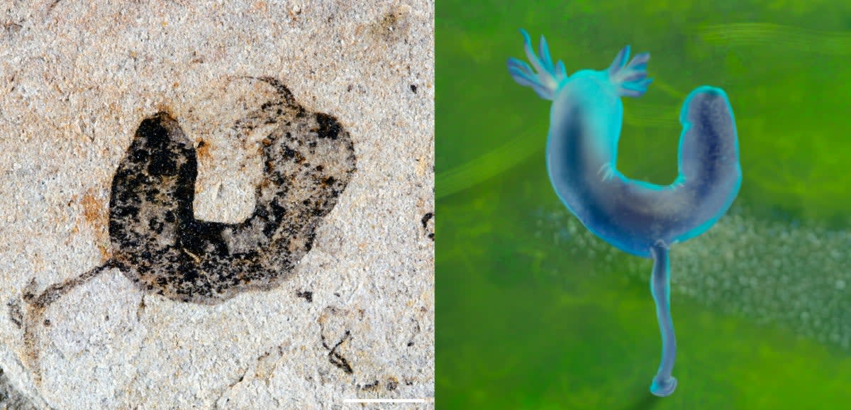 Ancient fossilized wormlike creature with disk base from 550 million years ago in China