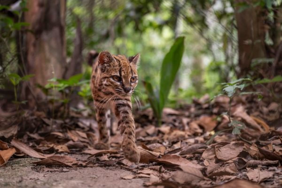 Scientists Discover New Cat Species in Bolivia After 100 Years - Image 2