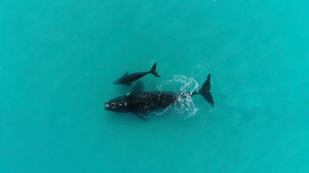 Scientists Discover Why Mother Whales Float Upside Down - Image 3