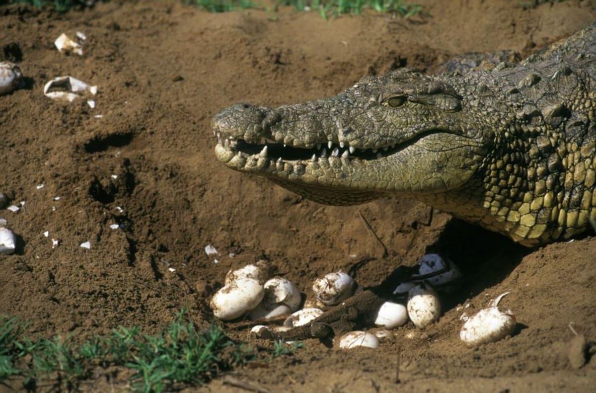 9 Animal Moms Who Show Motherhood Looks Different for All - Image 3