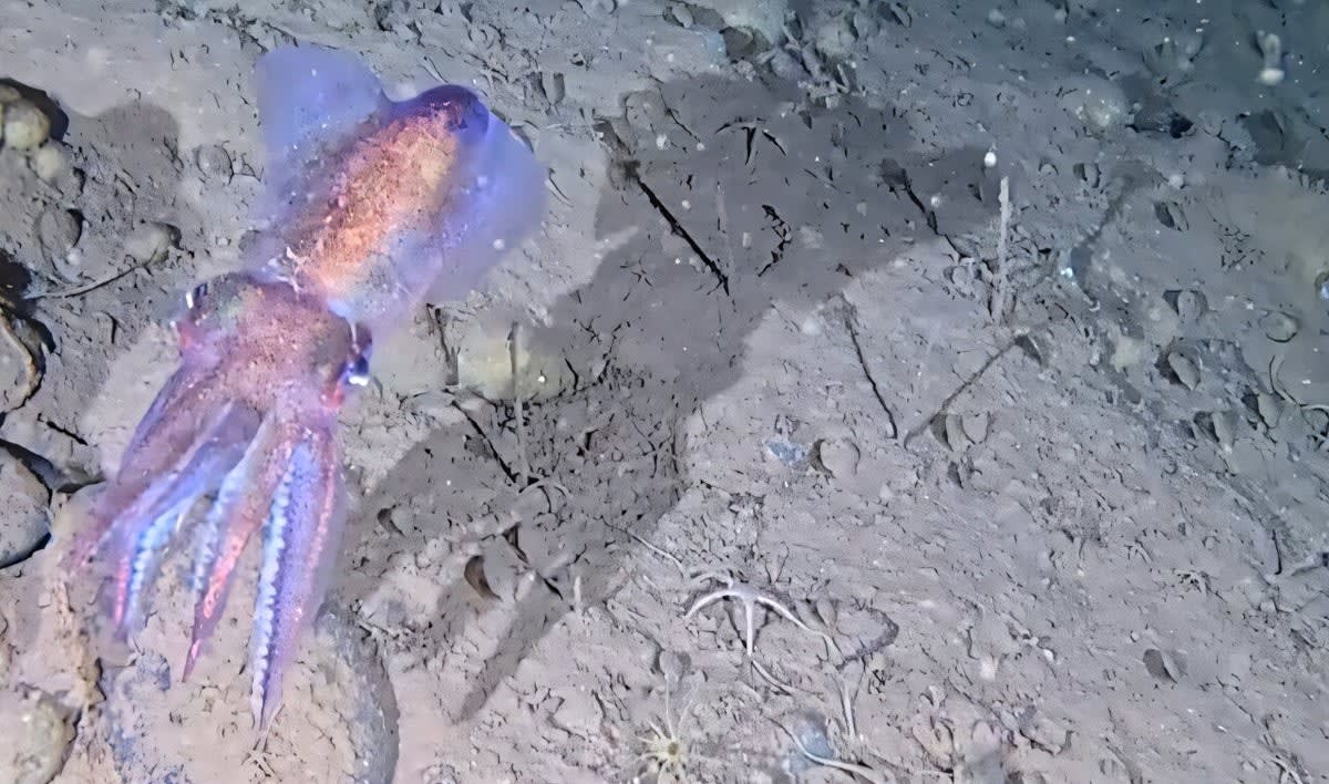 Arctic bobtail squid caring for cluster of eggs in freezing Greenland waters