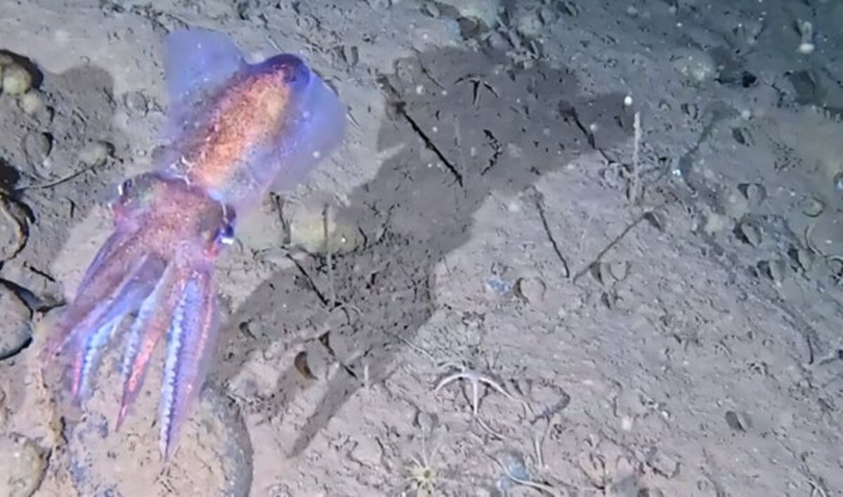Arctic Squid Raises Baby at 29°F in Greenland Waters - Image 2