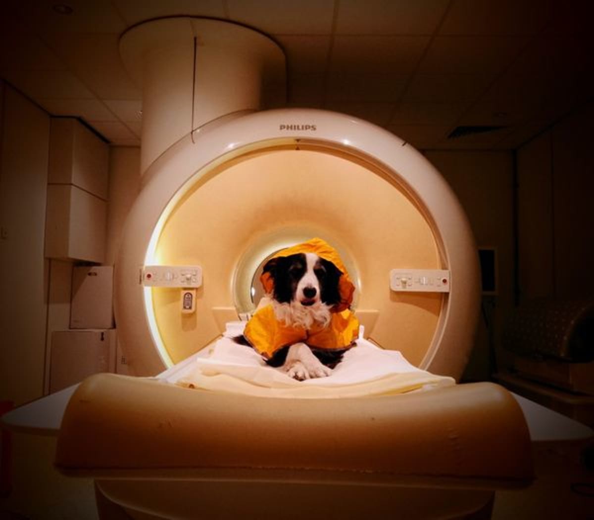 Dogs' Brains Light Up When They See You Smile - Image 2