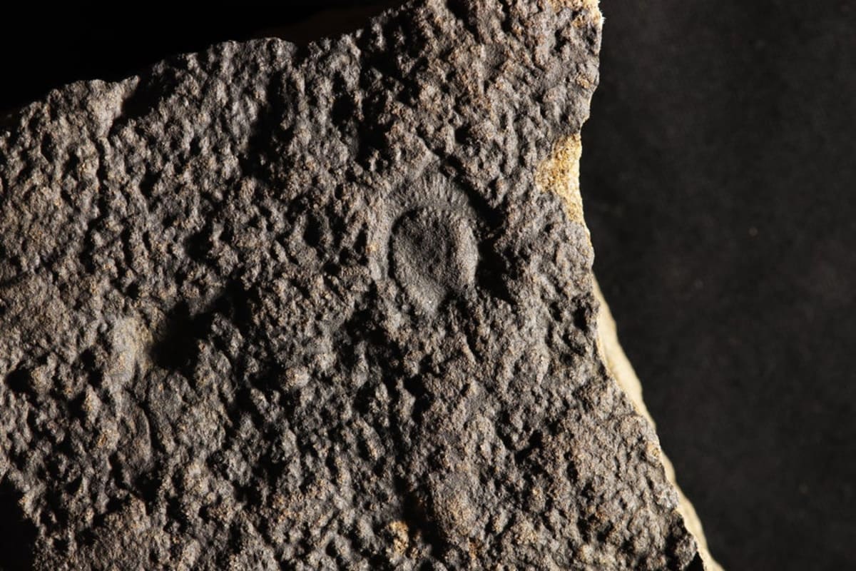 Canada Fossils Show Complex Life Began in Deep Sea - Image 4