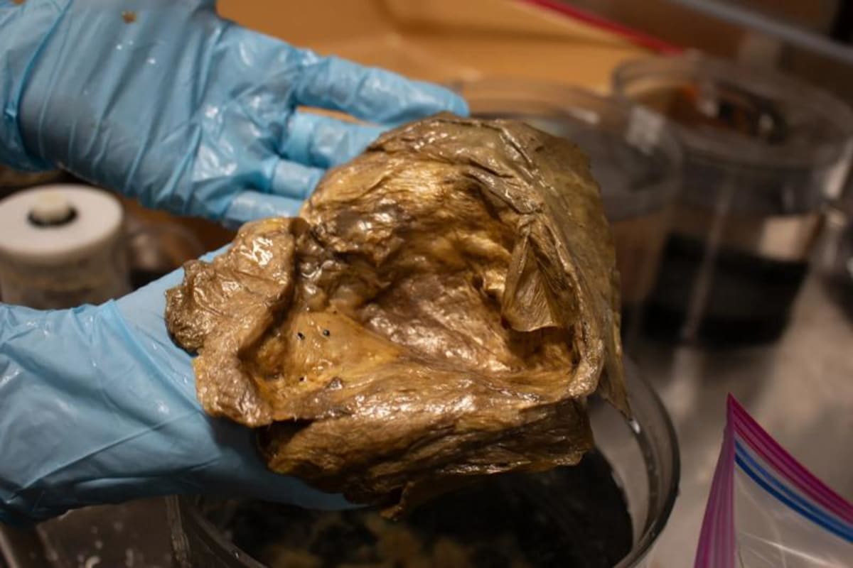 Scientists Solve Mystery of Golden Orb Found in Deep Sea - Image 2