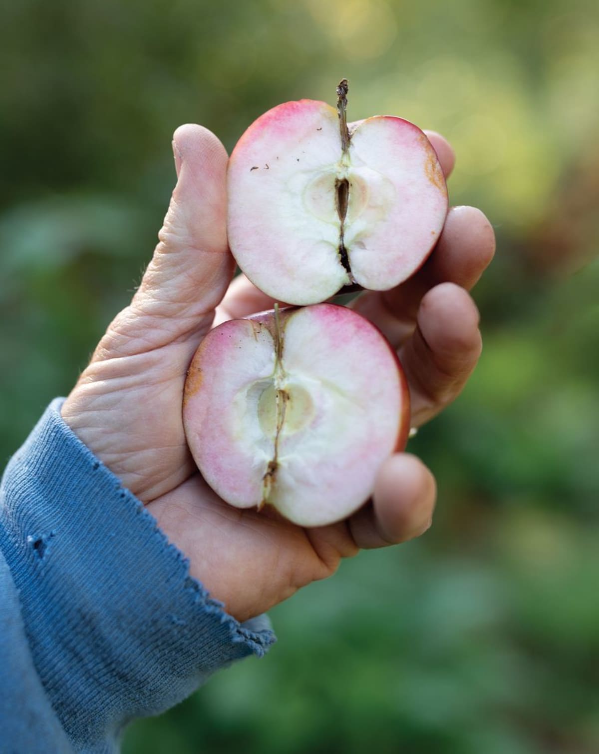 Ancient Maine Apple Tree Solves 200-Year Fruit Mystery - Image 5