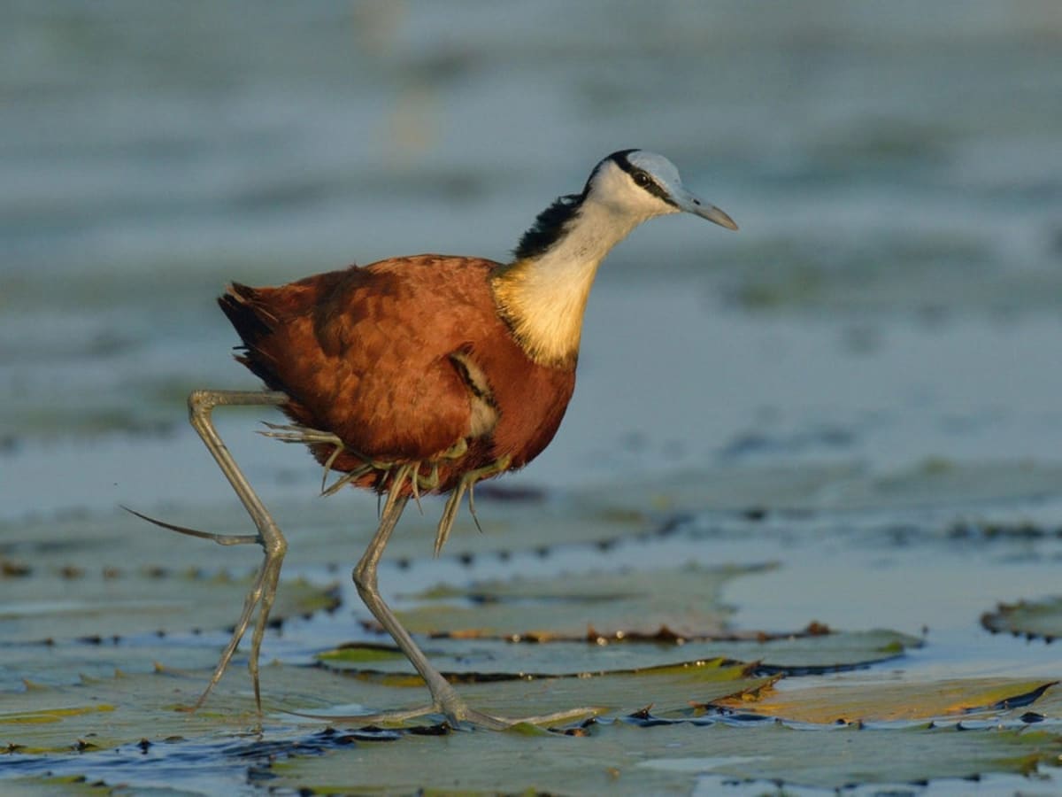 7 Animal Dads That Redefine Fatherhood - Image 4