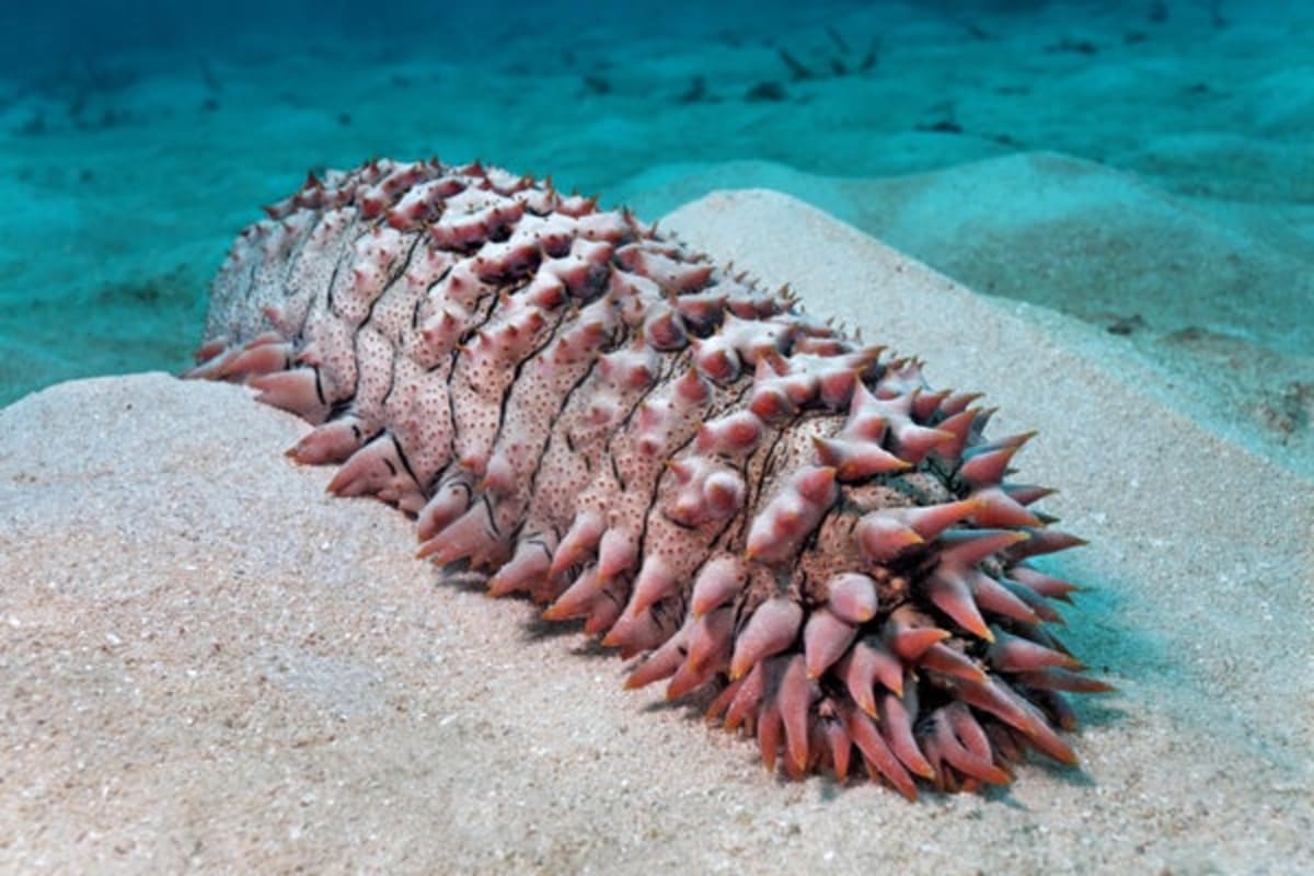 AI Detects Smuggled Sea Creatures in Airport Luggage - Image 2