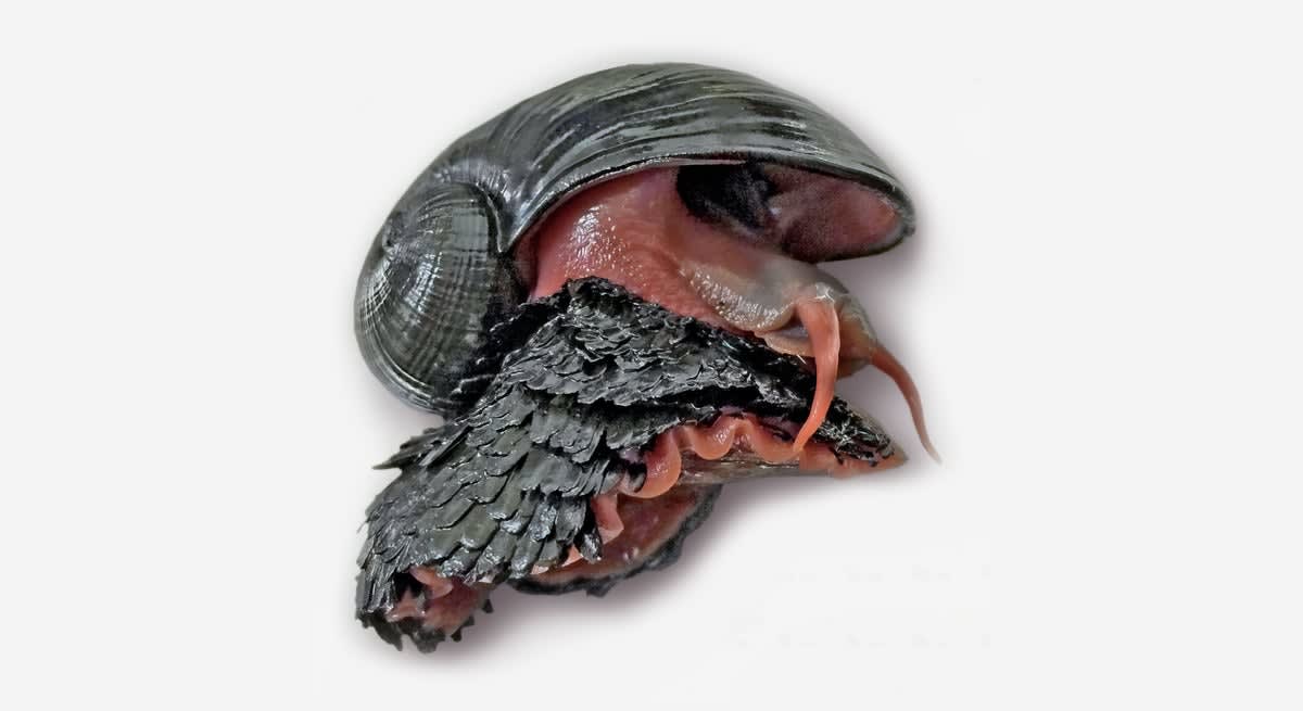 Close-up of scaly-foot snail with distinctive iron-rich metallic shell on deep-sea hydrothermal vent