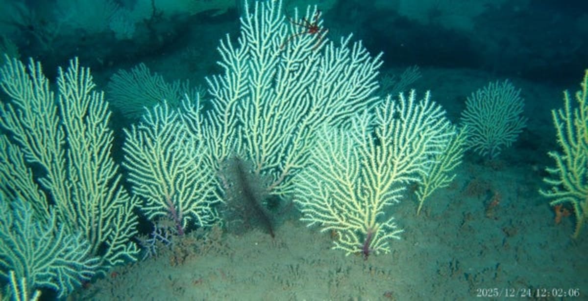 Lost Coral Reef Found Thriving 60 Years Later in Benin - Image 2