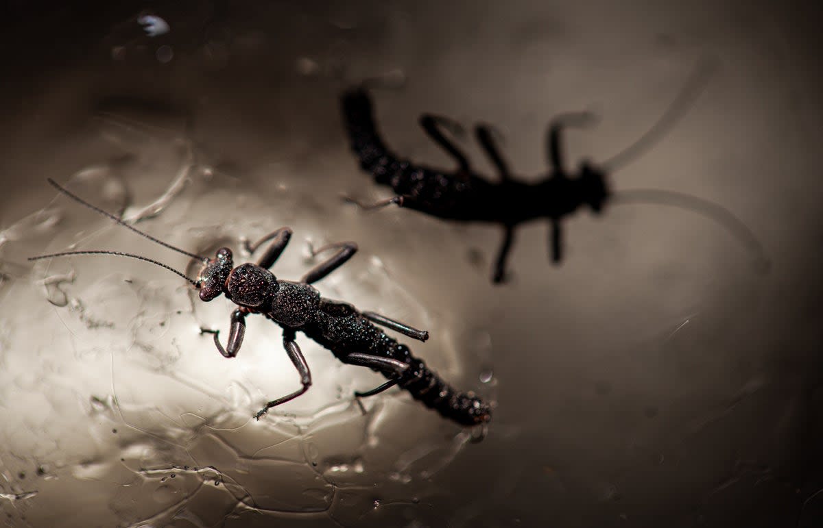 Scientists Find 150 Species Thriving on Glaciers