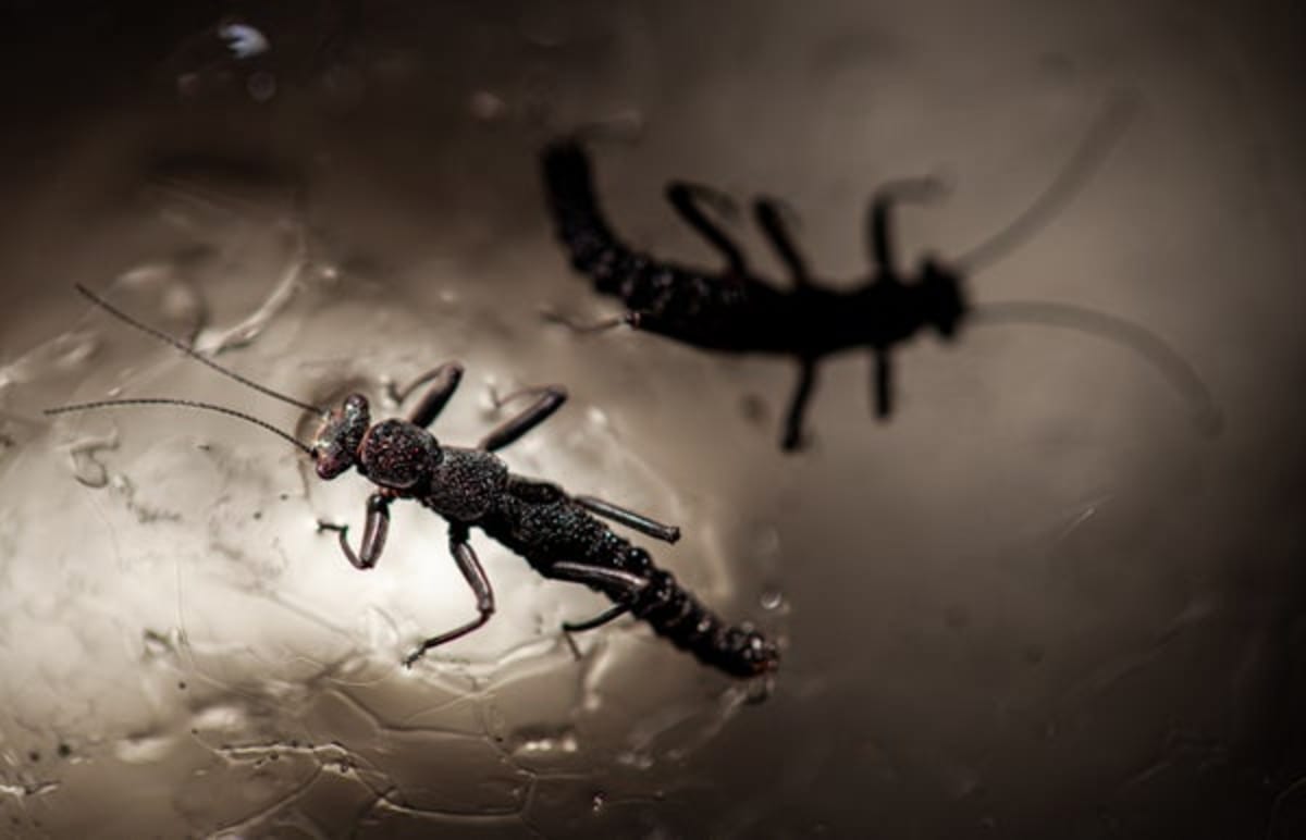 Scientists Find 150 Species Thriving on Glaciers - Image 2