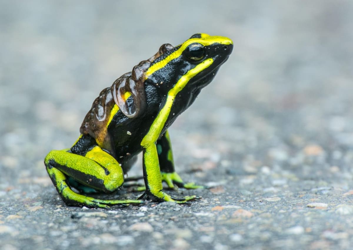 7 Animal Dads That Redefine Fatherhood - Image 5