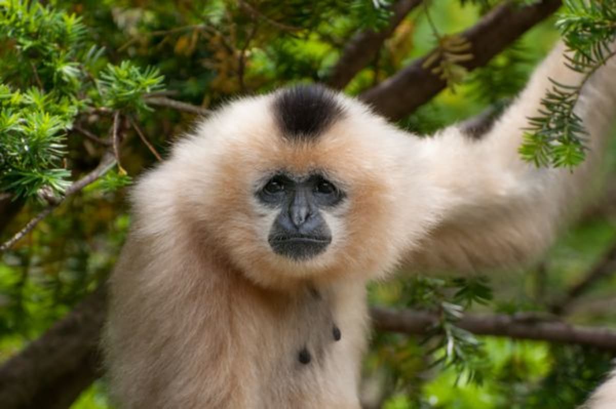 Monkeys Groom, Play With, and Adopt Animals From Other Species - Image 2