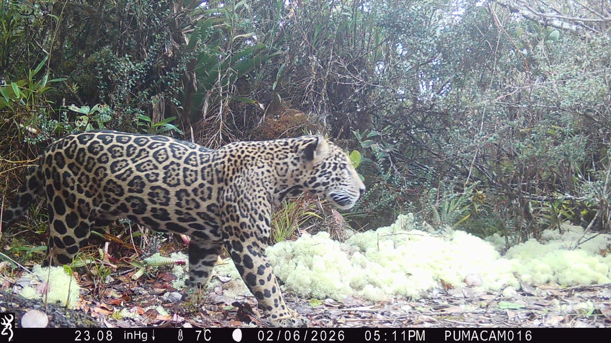 Rare Cloud Jaguar Spotted in Honduras After 10 Years