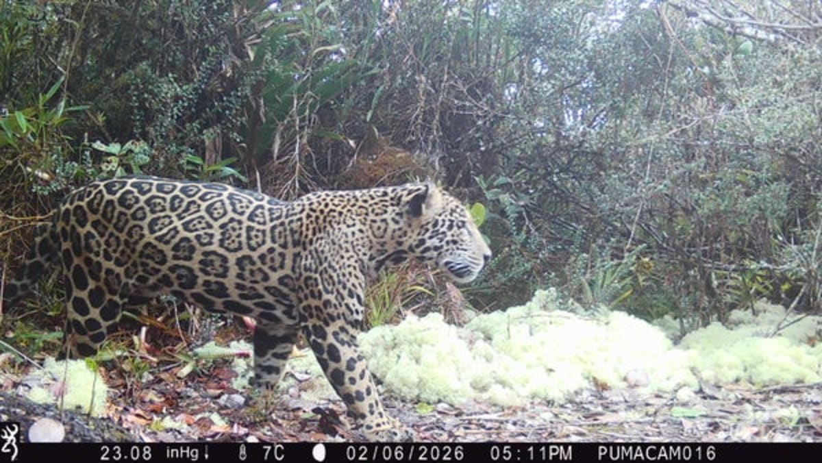 Rare Cloud Jaguar Spotted in Honduras After 10 Years - Image 2