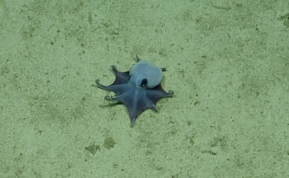 Tiny blue octopus approximately golf ball size resting on deep ocean floor