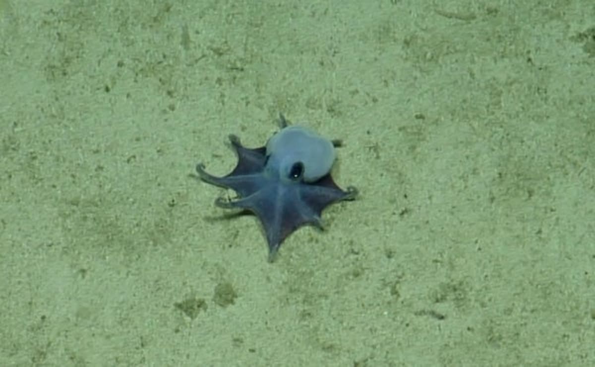 Golf Ball-Sized Blue Octopus Found Off Galápagos - Image 2