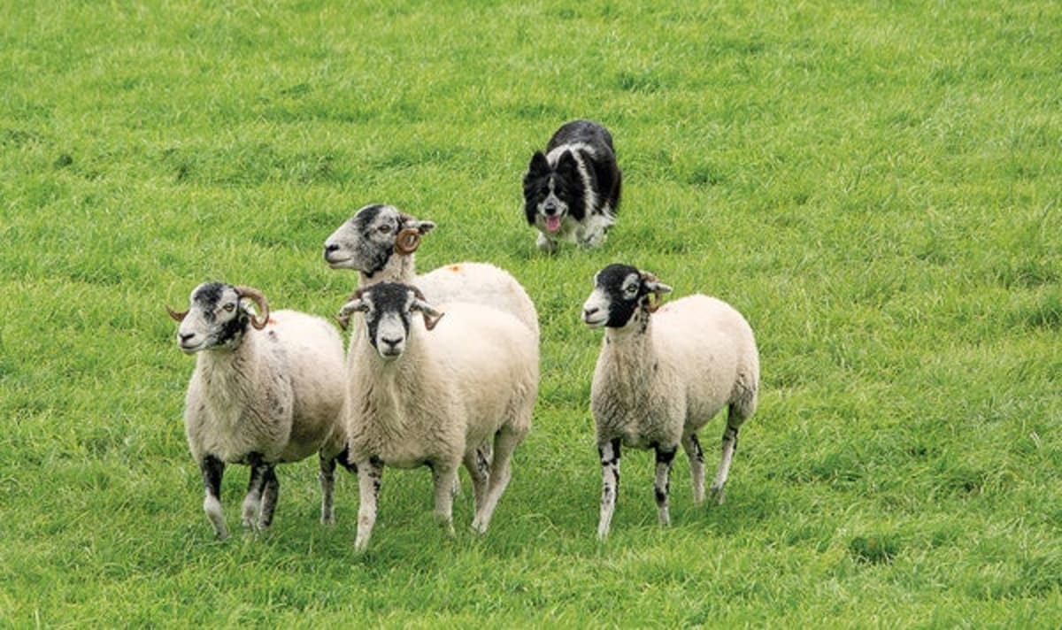 Scientists Learn Robot Control by Watching Sheepdog Videos - Image 2