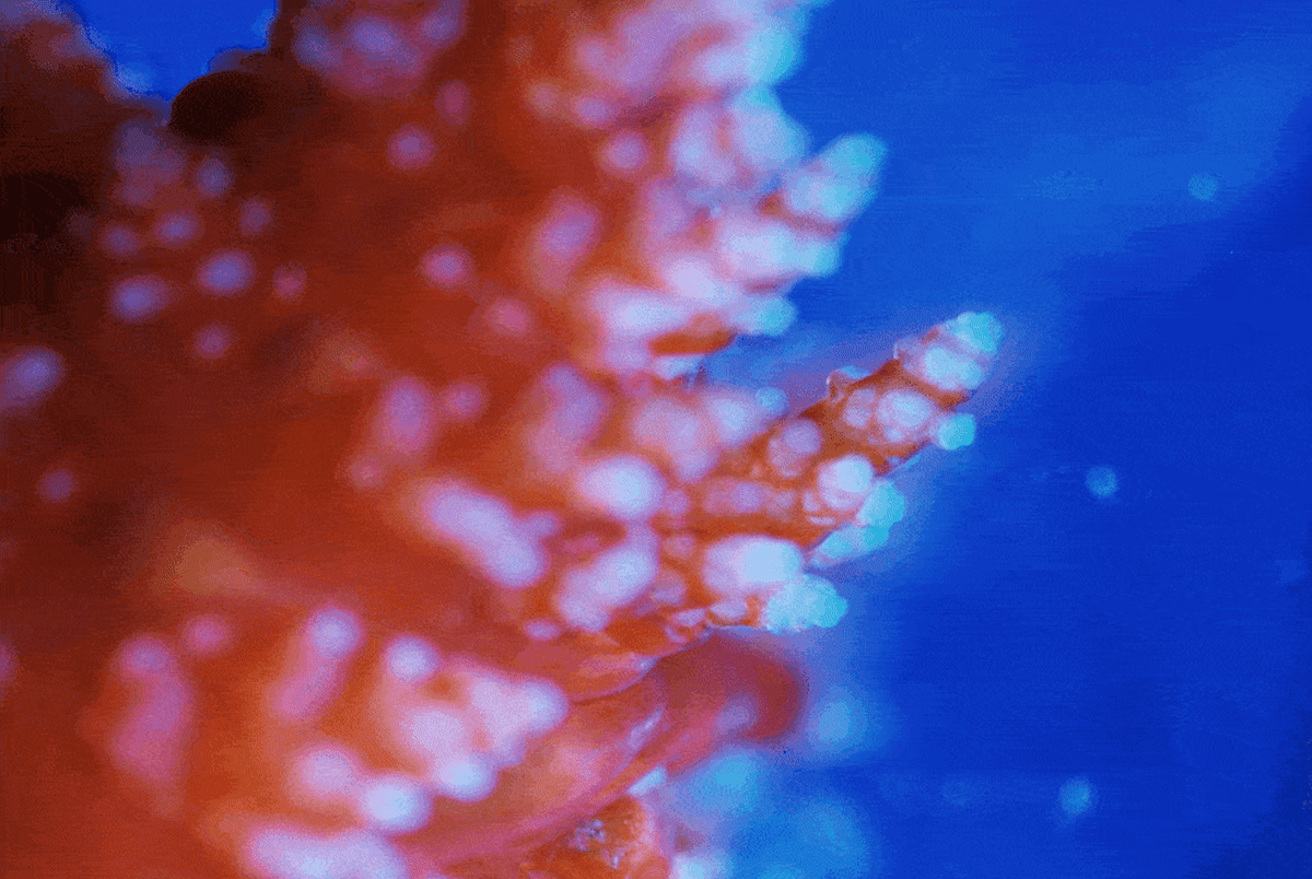 Sea Cucumber Tissue Lives for Years After Being Cut Off - Image 3