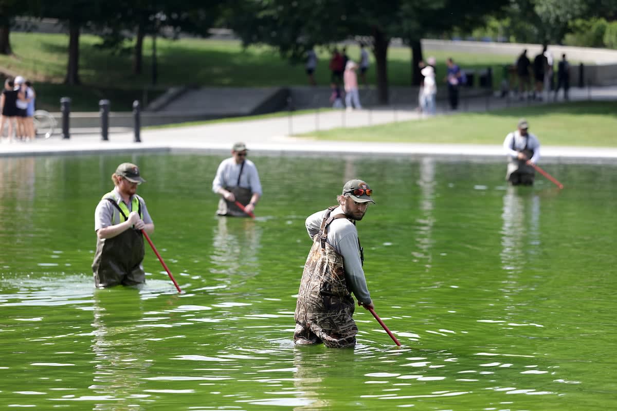 National Park Service workers treating green algae covering Lincoln Memorial Reflecting Pool surface
