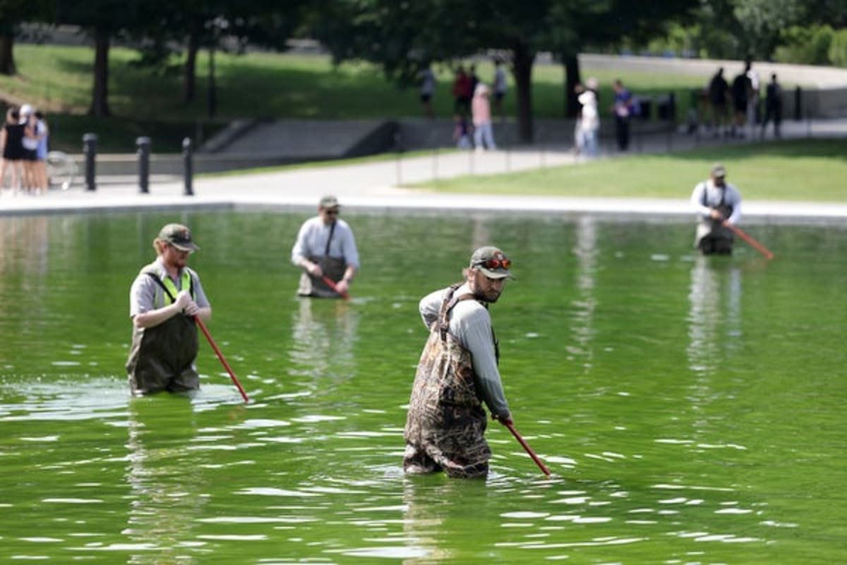 Scientists Know How to Fix DC's Green Reflecting Pool - Image 2