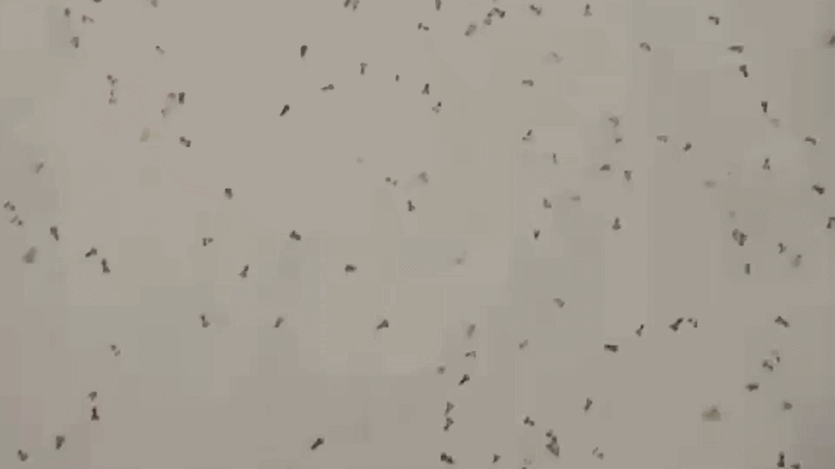 Italy Unleashes 130,000 Baby Octopuses to Fight Invaders - Image 3