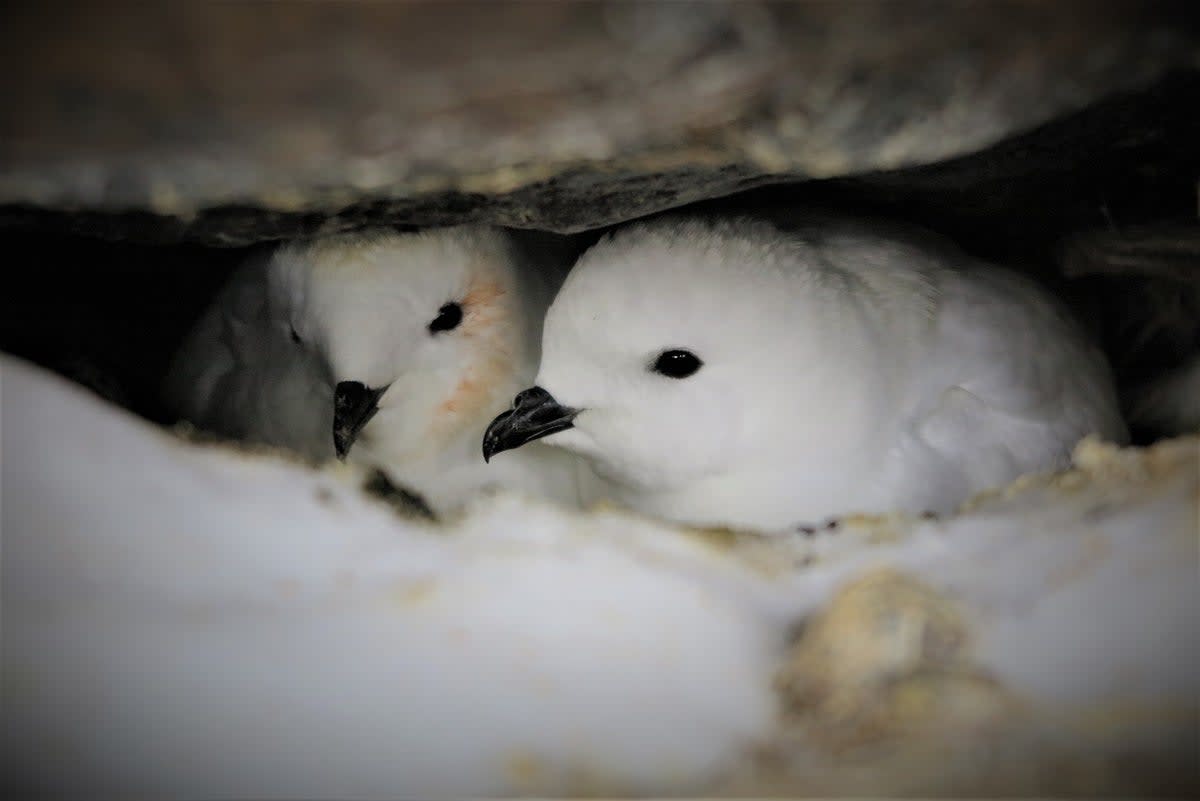 Ancient Bird Vomit Unlocks 50,000 Years of Climate Secrets