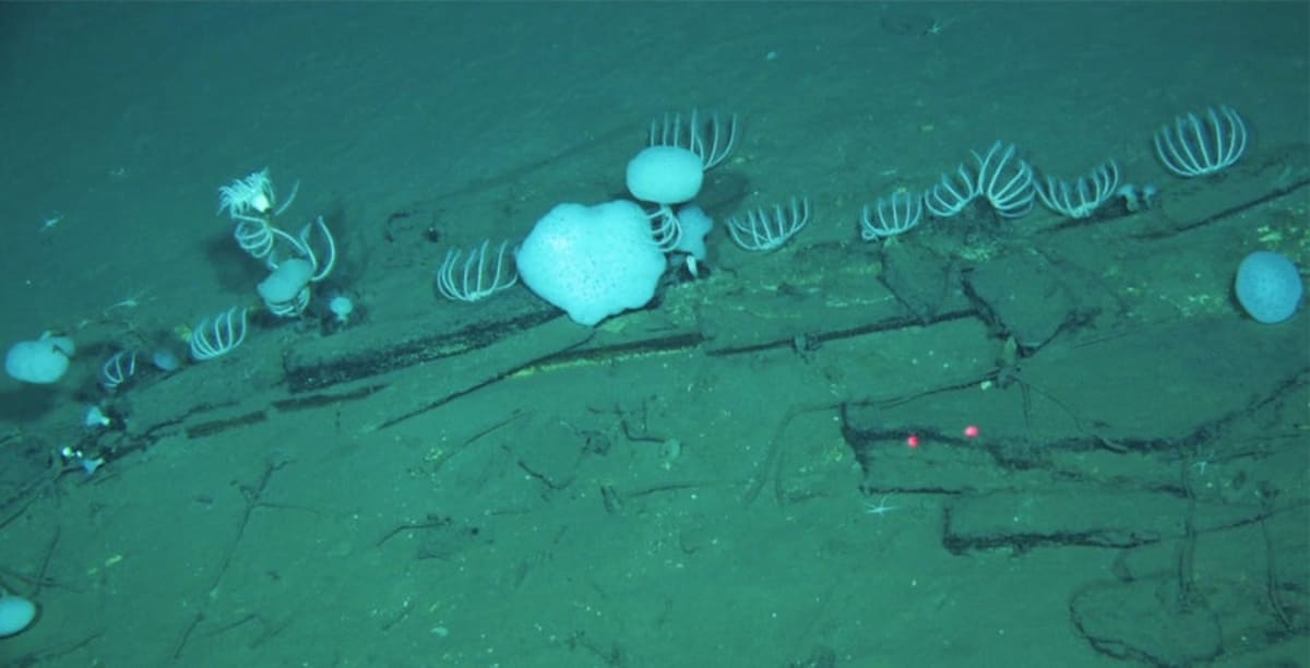 Scientists Find 450 Whale Skeletons Across 750 Miles of Ocean - Image 3