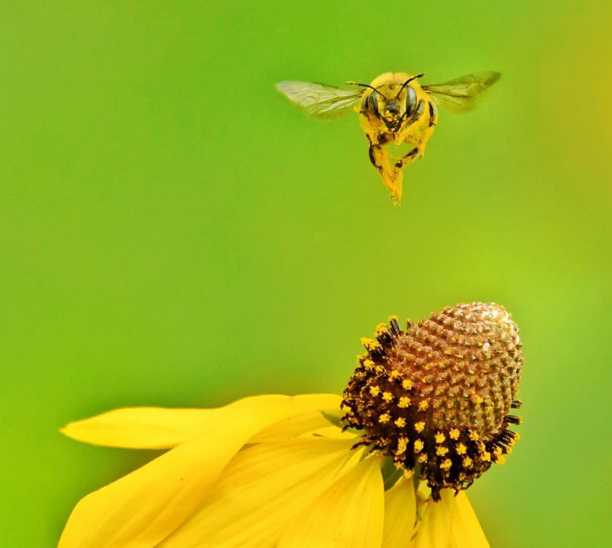 Tiny Drones Navigate Like Honeybees Using 42KB Brain