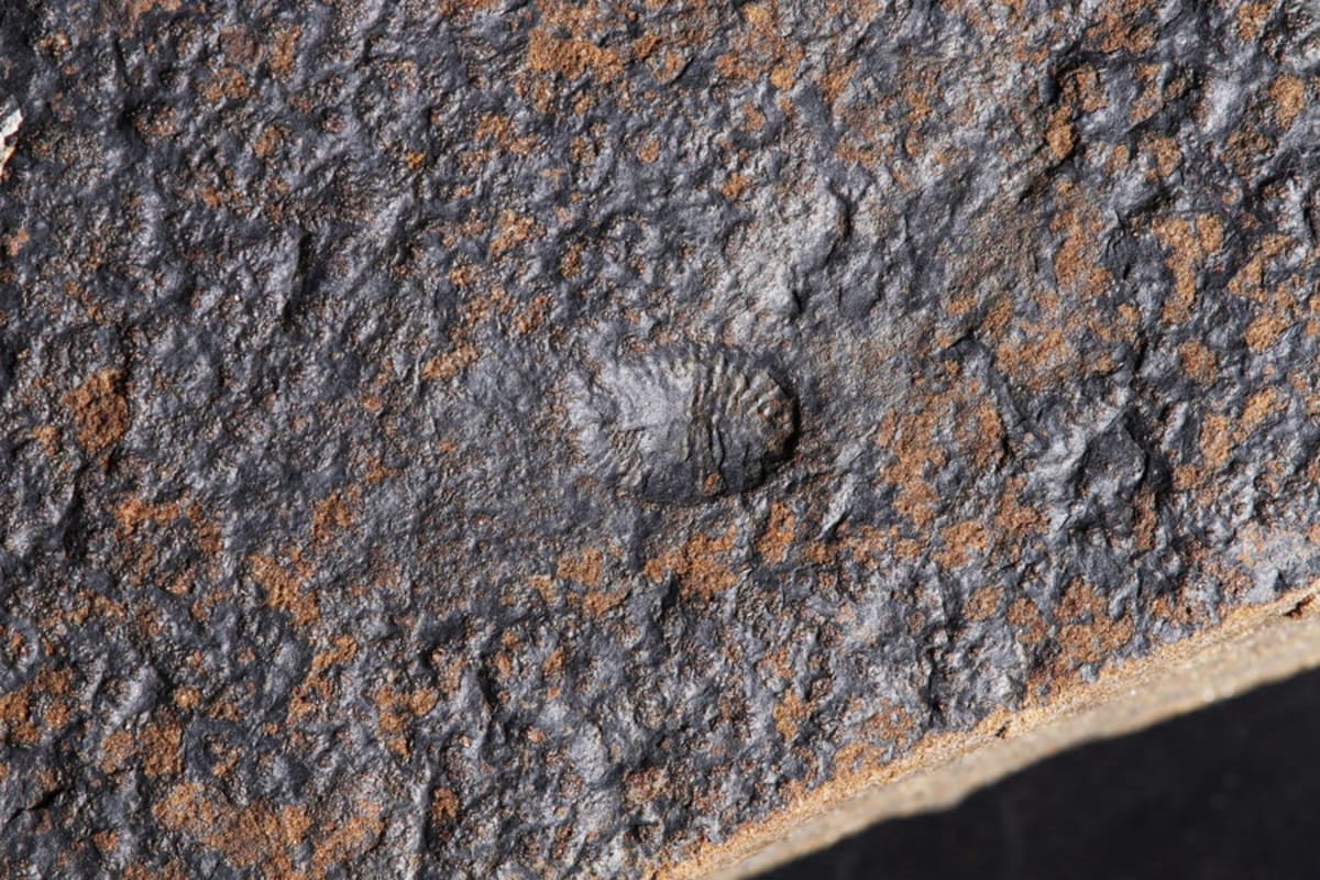Canada Fossils Show Complex Life Began in Deep Sea - Image 3