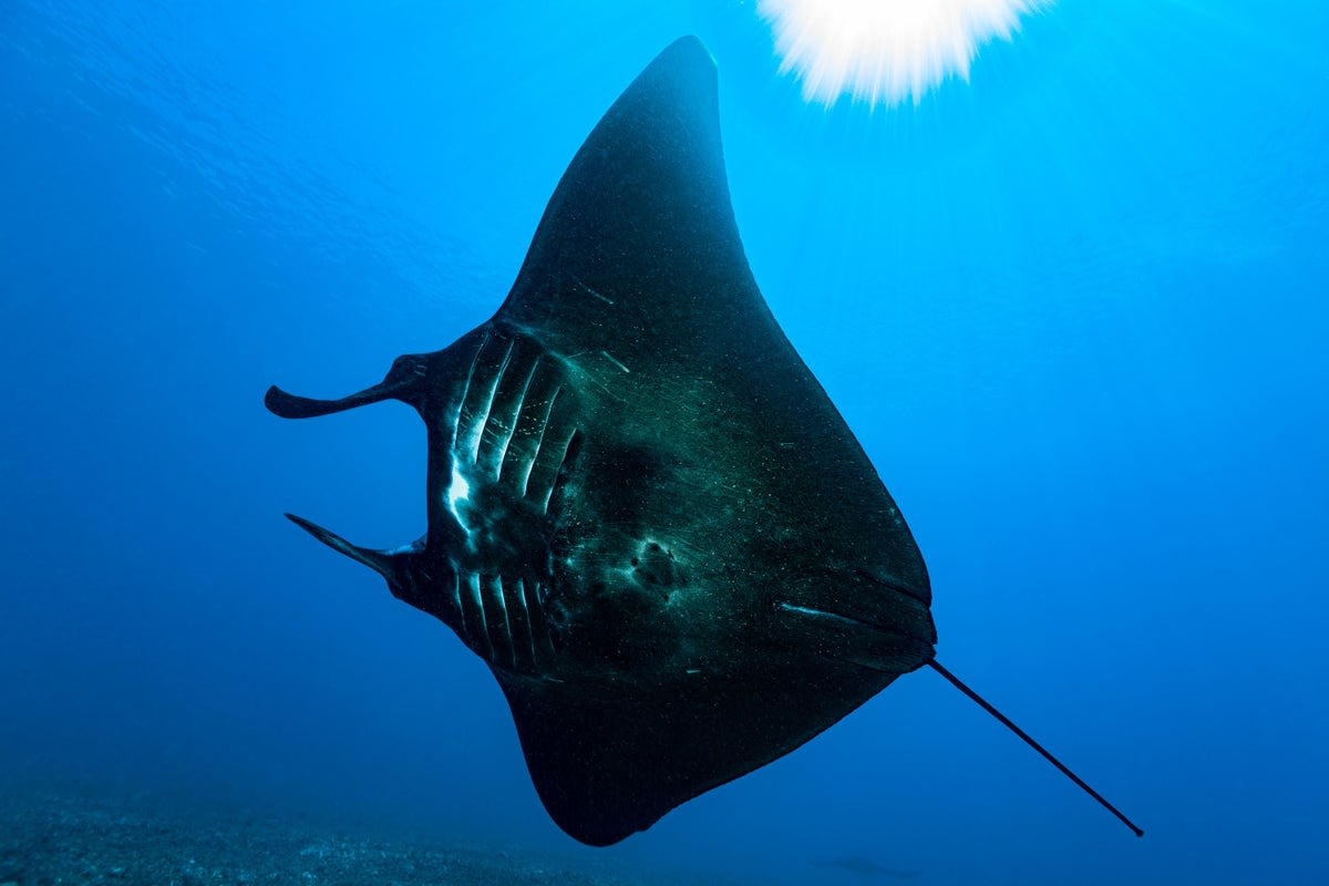 Galapagos shark rubbing its snout against the underside of a large manta ray underwater