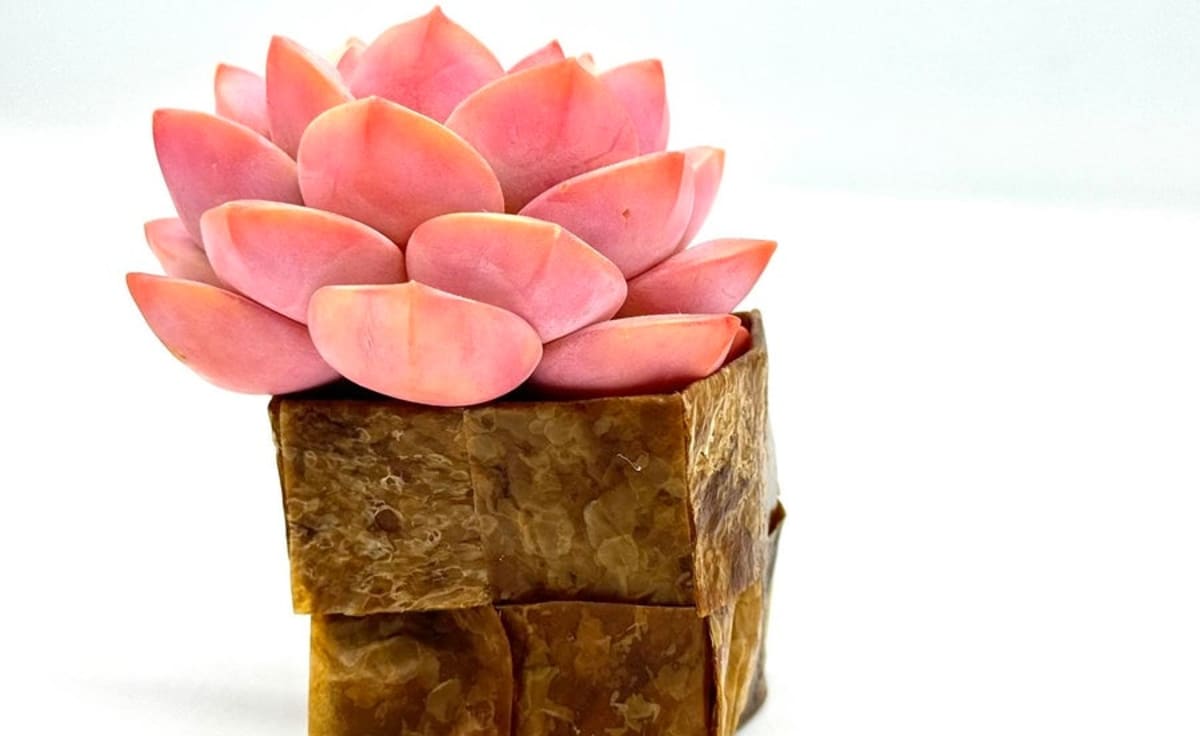 Living Fungus Fabric Heals Itself and Fights UV Rays - Image 4